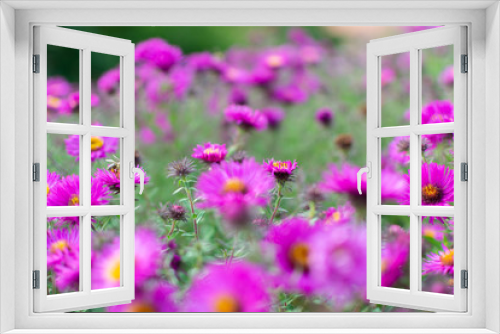 Fototapeta Naklejka Na Ścianę Okno 3D - New england aster garden and a bee