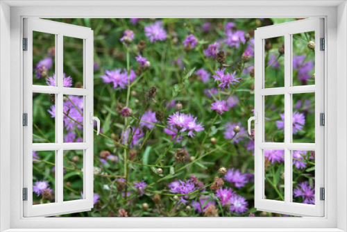 Fototapeta Naklejka Na Ścianę Okno 3D - Blossom cornflower with purple image of flowers