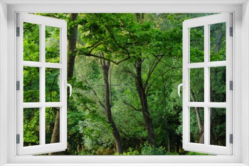 Fototapeta Naklejka Na Ścianę Okno 3D - alberi 739