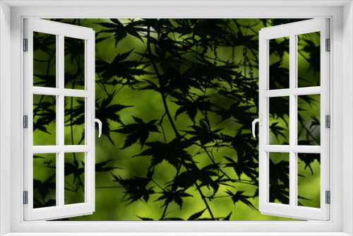 Fototapeta Naklejka Na Ścianę Okno 3D - maple