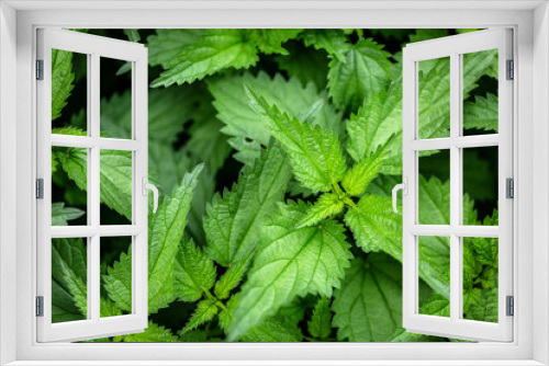 Fototapeta Naklejka Na Ścianę Okno 3D - Nettle. Medicinal plant.