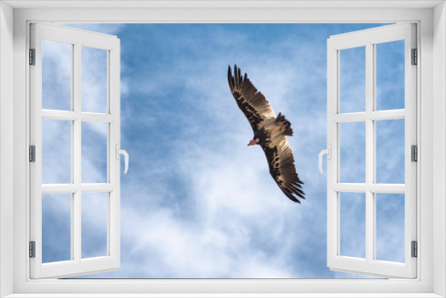 Fototapeta Naklejka Na Ścianę Okno 3D - vulture in flight