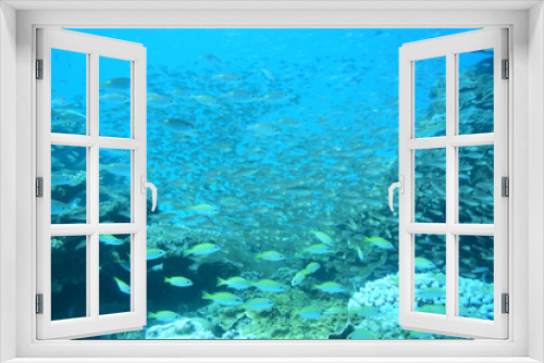 Fototapeta Naklejka Na Ścianę Okno 3D - 奄美大島 16 サンゴ礁 2
