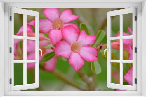 Fototapeta Naklejka Na Ścianę Okno 3D - Flor do Deserto