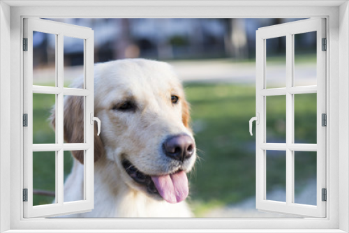 Fototapeta Naklejka Na Ścianę Okno 3D - golden retriever