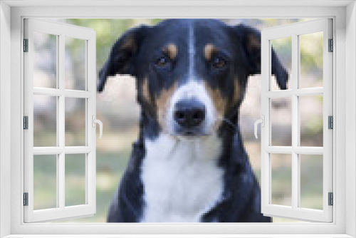 Fototapeta Naklejka Na Ścianę Okno 3D - Schöner Appenzeller Sennenhund 