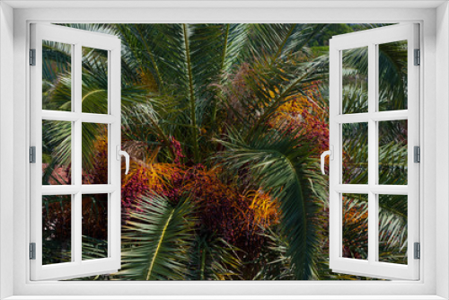 Fototapeta Naklejka Na Ścianę Okno 3D - A close-up view of the leaves of a palm tree.