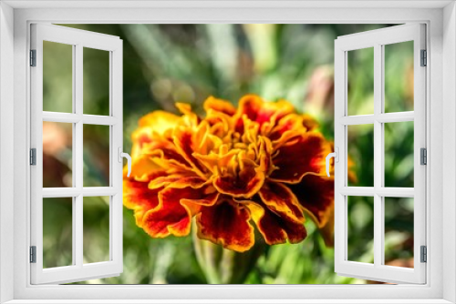 Fototapeta Naklejka Na Ścianę Okno 3D - pomarańczowa kwiat aksamitki