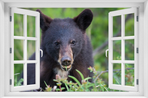 Fototapeta Naklejka Na Ścianę Okno 3D - Black bear in the Rocky Mountains