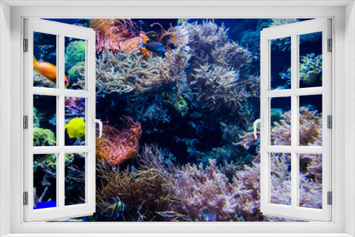 Fototapeta Naklejka Na Ścianę Okno 3D - Aquarium. Underwater life landscape