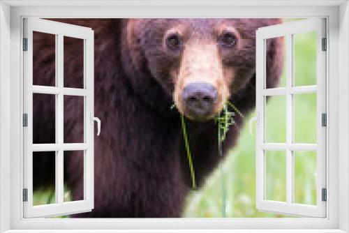 Fototapeta Naklejka Na Ścianę Okno 3D - Wild black bear in the Rocky Mountains