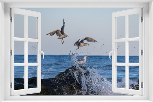 Fototapeta Naklejka Na Ścianę Okno 3D - Seagulls and Splash