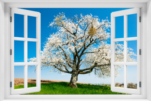Fototapeta Naklejka Na Ścianę Okno 3D - Single blossoming tree in spring