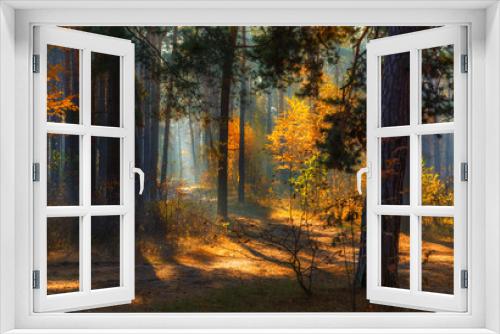 Fototapeta Naklejka Na Ścianę Okno 3D - walk in the autumn forest. Morning. Sunlight. Sun rays.