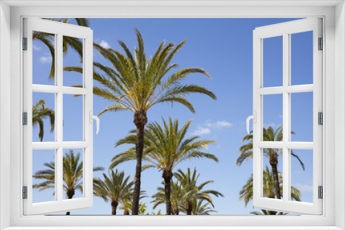 Fototapeta Naklejka Na Ścianę Okno 3D - Palmen (Palmae), Benalmadena, Costa del Sol, Andalusien, Spanien, Europa
