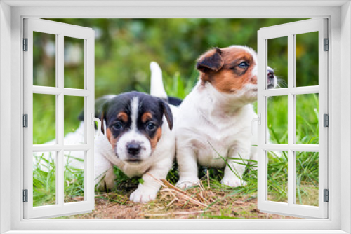 Fototapeta Naklejka Na Ścianę Okno 3D - A few week old puppies run around the garden.