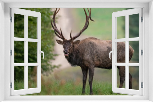 Fototapeta Naklejka Na Ścianę Okno 3D - Bull Elk 