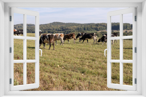 Fototapeta Naklejka Na Ścianę Okno 3D - Dairy cows in the pasture. Pets on a meadow in the mountains.