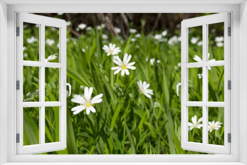 Fototapeta Naklejka Na Ścianę Okno 3D - Meadow white flowers