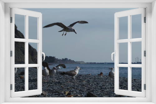 Fototapeta Naklejka Na Ścianę Okno 3D - seegulls on the coast of sea