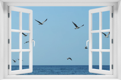 Fototapeta Naklejka Na Ścianę Okno 3D - see gulls on the sky