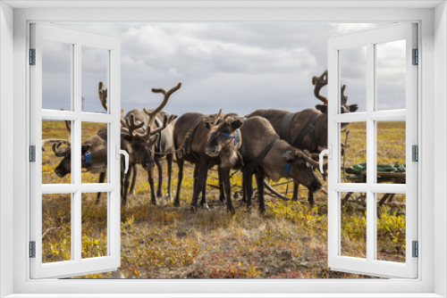 Fototapeta Naklejka Na Ścianę Okno 3D - The extreme north, Yamal,   reindeer in Tundra