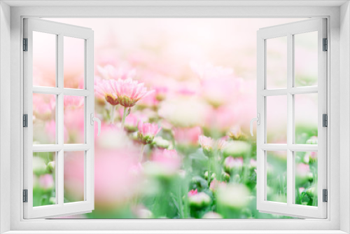 Fototapeta Naklejka Na Ścianę Okno 3D - Pink and white Chrysanthemum Flower in garden