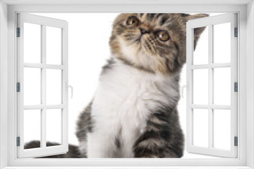 Fototapeta Naklejka Na Ścianę Okno 3D - exotic shorthair kitten