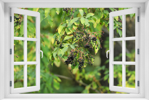 Fototapeta Naklejka Na Ścianę Okno 3D - forest black berries on a tree in the wild