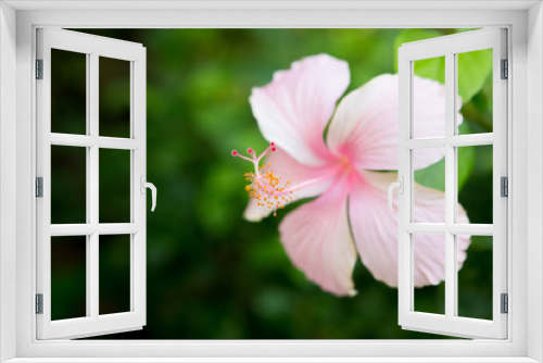 Fototapeta Naklejka Na Ścianę Okno 3D - Close up of Beautiful pink hibiscus