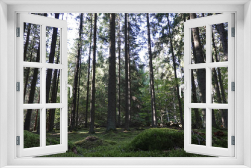 Fototapeta Naklejka Na Ścianę Okno 3D - Swedish forest