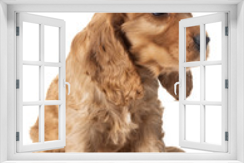 Fototapeta Naklejka Na Ścianę Okno 3D - puppy cocker spaniel