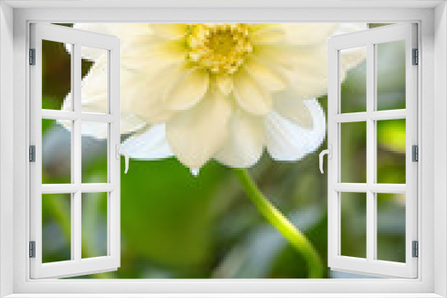 Fototapeta Naklejka Na Ścianę Okno 3D - White Dahlia flower
