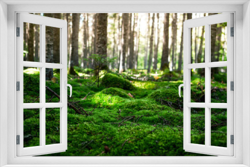 Fototapeta Naklejka Na Ścianę Okno 3D - Magic morning forest with a soft carpet of moss in the north of the Khabarovsk region of Russia