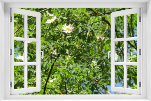 Fototapeta Naklejka Na Ścianę Okno 3D - Branche avec fleurs