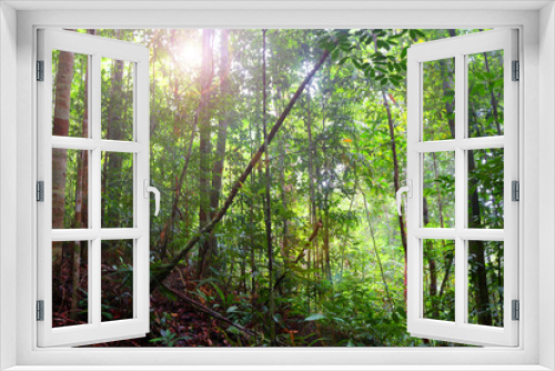 Fototapeta Naklejka Na Ścianę Okno 3D - Landscape of tropical rainforest in a morning, Malaysia