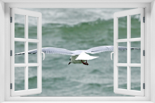 Fototapeta Naklejka Na Ścianę Okno 3D - une mouette en vole regardant l'océan