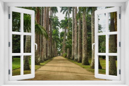 Fototapeta Naklejka Na Ścianę Okno 3D - Palm grove in Brazil