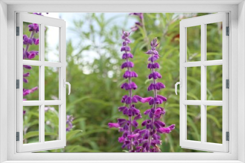 Fototapeta Naklejka Na Ścianę Okno 3D - salvia flower in tropical