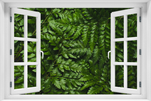 Fototapeta Naklejka Na Ścianę Okno 3D - Green leatherleaf fern background.