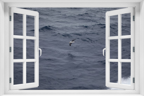 Fototapeta Naklejka Na Ścianę Okno 3D - seagull in the sun in antarctica gull