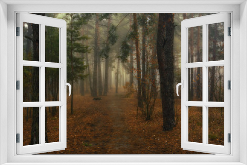 Fototapeta Naklejka Na Ścianę Okno 3D - walk in the autumn forest. fog. dampness. melancholy.