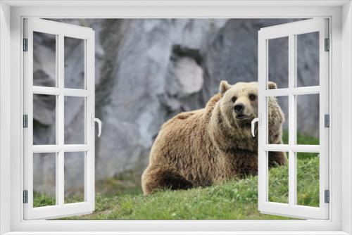 Fototapeta Naklejka Na Ścianę Okno 3D - kodiakbär