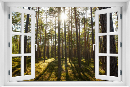 Fototapeta Naklejka Na Ścianę Okno 3D - Pine Forest in the Backlight