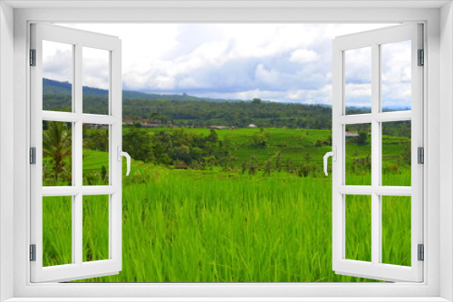Fototapeta Naklejka Na Ścianę Okno 3D - rice field bali indonesia