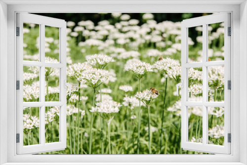 Fototapeta Naklejka Na Ścianę Okno 3D - close-up shot of bees sitting on beautiful white field flowers