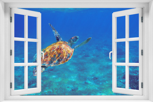 Fototapeta Naklejka Na Ścianę Okno 3D - Sea turtle with orange shell underwater photo. Marine green sea turtle. Wildlife of tropical coral reef. Sea tortoise
