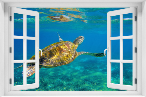 Fototapeta Naklejka Na Ścianę Okno 3D - Sea turtle underwater photo. Marine green sea turtle closeup. Wildlife of tropical coral reef.