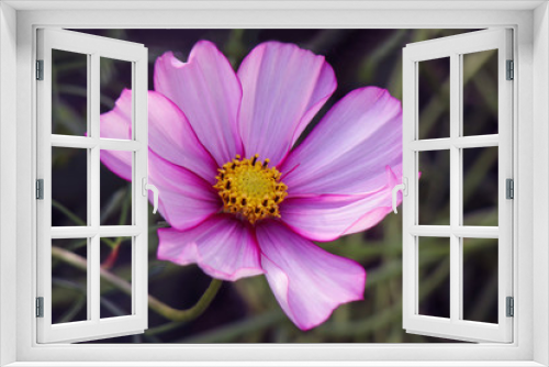 Fototapeta Naklejka Na Ścianę Okno 3D - Pink and white cosmos flowerhead, close-up