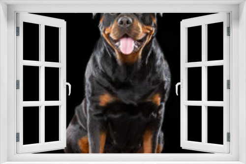 Fototapeta Naklejka Na Ścianę Okno 3D - Rottweiler Dog  Isolated  on Black Background in studio